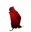 rosebloom.gif